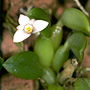 Sarcocadetia