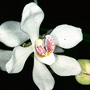Sarcochilus