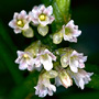 Schoenorchis