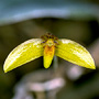 Serpenticaulis