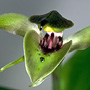 Simpliglottis