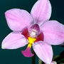 Spathoglottis
