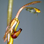 Spiculaea