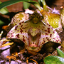 Spilorchis