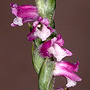 Spiranthes