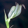 Stamnorchis