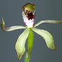 Stegostyla