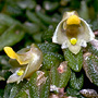 Stilbophyllum