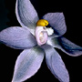 Thelymitra