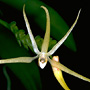 Thrixspermum