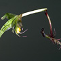 Thynninorchis