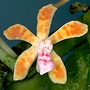 Trichoglottis