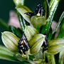 Tropidia