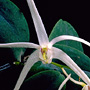 Tropilis