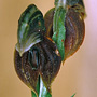 Urochilus