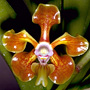 Vanda