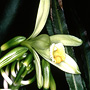 Vanilla