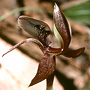 X Chilosimpliglottis