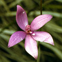 X Cyanthera