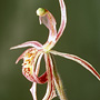 X Drakodenia
