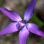 X Glossadenia