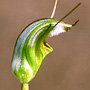 X Taurodium