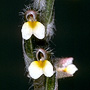 Zeuxine