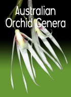 Australian Orchid Genera
