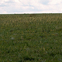 Grassland, Boorowa, NSW