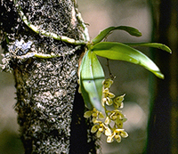 Epiphytic or lithophytic orchid habitat - Sarcochilus weinthalii, Toowoomba, QLD