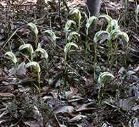 Terrestrial orchid habitat - Diplodium revolutum, Kangarooby, NSW
