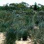 Shrubland developed on deep sand, Kalbarri, WA