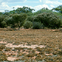 Shrubland fringing area of shallow soil over rock sheets, Jaurdi Station, WA