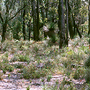 Open forest with a shrubby understory developed on sand, Karragullen, WA