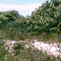 Sandplain vegetation (Kwongan), northeast of Esperance, WA