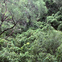 Vine forest in wet season, Mount Howship area, Arnhem Land, NT