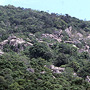 Rainforest and rockpile vegetation, Dauan Island, Torres Strait, QLD