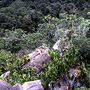 Rockpile vegetation, rainforest in background, Kennedy Hill, Cape York, QLD