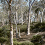 Wandoo woodland, Brookton Highway, WA