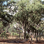 Box woodland, sparse groundcover, Dookie, VIC