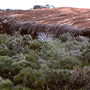 Shrubland in gully on granite rock, Hospital Rock, WA