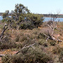 Grassy shrubland fringing salt lake, near Damboring, WA