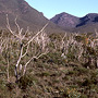 Heathy shrubland and forest, Stirling Range, WA