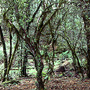 Montane moss forest, Barrington Tops, NSW