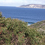 Dense shrub-covered headlands, Gull Rock, Albany, WA