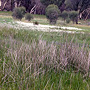 Sedge-dominated swamp, Mandogalup, WA