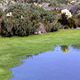 Pool in subalpine shrubland, Lake Mountain, Vic