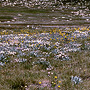 Grassy feldmark in subalpine area, Kosciuszko, NSW