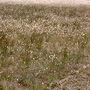 Grassland, Oaklands, NSW