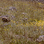 Grassland developed on basalt soil, Derinallum, Vic